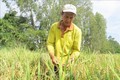 Anh Lê Hoàng Sơn ngụ ấp Mỹ Tây, xã Long Hưng A, huyện Lấp Vò, tỉnh Đồng Tháp, đã chuyển đổi 6.000 m2 đất sang trồng lúa hữu cơ. Ảnh: TTXVN