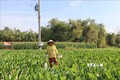 Nông dân  chuyển đổi diện tích đất trồng lúa sang trồng khoai môn sáp cho lợi nhuận tăng hơn 5 lần so với trồng lúa trước đó. Ảnh: Thanh Hòa - TTXVN
