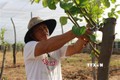 Giai đoạn cắt cành cây táo có tuổi đời 3 năm của gia đình anh Hồ Tấn Cường, xã Cam Thành Nam, thành phố Cam Ranh. Ảnh: Phan Sáu - TTXVN
