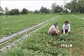 Ông Thạch Sa Quơne (bên trái), xã Long Sơn, huyện Cầu Ngang, tỉnh Trà Vinh chăm sóc ruộng dưa 0,4 ha sắp thu hoạch. Ảnh: Thanh Hòa- TTXVN
