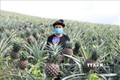 Vườn dứa mật của gia đình anh Triệu Văn Hòa, người dân tộc Tày, Kông Lơng Khơng, huyện Kbang (Gia Lai) cho thu hoạch cao hơn nhiều so với cùng một diện tích trồng sẵn cũ. Ảnh: Hồng Điệp - TTXVN
