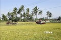 Áp dụng cơ giới hóa trong thu hoạch lúa tại vùng đồng bào Chăm ở xã An Hải, huyện Ninh Phước. Ảnh: Nguyễn Thành – TTXVN
