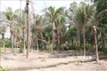 Vườn dừa bị sâu đầu đen tấn công gây hại. Ảnh: Công Trí-TTXVN
