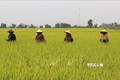 Đội khử lẫn cắt lúa lộn, lúa cỏ… trong ruộng lúa để đảm bảo chất lượng lúa giống cung cấp cho các công ty. Ảnh: Nhựt An - TTXVN
