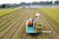 Sản xuất lúa hữu cơ - Hướng đi bền vững ở Quảng Trị
