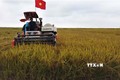 Quảng Bình: Hiệu quả từ giống lúa mới canh tác theo phương pháp hữu cơ