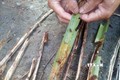 Trong ảnh: Sâu đầu đen hại dừa đang phát triển mạnh tại nhiều xã của huyện Tiểu Cần và Càng Long. Ảnh: Thanh Hòa- TTXVN

