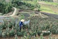Việc sử dụng thuốc bảo vệ thực vật luôn được các chủ vườn hoa trên địa bàn tỉnh Lai Châu tuân thủ đúng nguyên tắc “phun đúng thời điểm, đúng liều lượng” nhằm bảo vệ môi trường. Ảnh: Đinh Thùy - TTXVN
