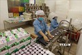 Đóng gói sản phẩm sữa chua tại cơ sở sản xuất của Hợp tác xã chăn nuôi bò sữa Tam Đảo, xã Bồ Lý, huyện Tam Đảo (Vĩnh Phúc). Năm 2019, sản phẩm sữa chua, sữa chua nếp cẩm, sữa tươi đóng chai của HTX đạt chất lượng sản phẩm OCOP 3 sao. Ảnh: Vũ Sinh - TTXVN