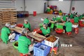 Nhân viên Công ty cổ phần xuất nhập khẩu hoa quả Sơn La chế biến long nhãn. Ảnh: Quang Quyết-TTXVN