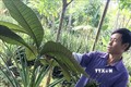Một cây thuốc quý được phát hiện tại Vườn quốc gia Bến En. Ảnh: Nguyễn Nam-TTXVN
