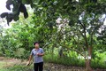 Anh Hồ Hoàng Kha (ấp Phước Bình, xã Sông Xoài) tỉa bớt trái non trên cây, để tập trung chăm sóc, nâng cao chất lượng cũng như mẫu mã trái bưởi. Ảnh: Hoàng Nhị - TTXVN
