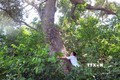 Cần sớm có giải pháp bảo vệ cây chai lá cong - Loài cây đặc hữu và quý hiếm của Việt Nam