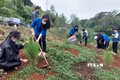Tuổi trẻ Kon Tum ra quân trồng cây xanh tạo cảnh quan, bảo vệ môi trường sinh thái