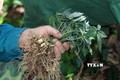 Công nhân Công ty cổ phần sâm Ngọc Linh Kon Tum đang nhổ sâm giống tại vườn ươm để đi trồng. Ảnh: Cao Nguyên-TTXVN
