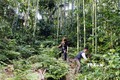 Người dân xã Hồng Quang, huyện Lâm Bình, trồng rừng phát triển kinh tế. Ảnh: Quang Cường –TTXVN