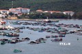 Nuôi cá lồng bè trên vùng biển An Thới, thành phố Phú Quốc (Kiên Giang). Ảnh: Lê Huy Hải - TTXVN
