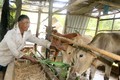 Ông Kim Mực, xã Đông Bình (thị xã Bình Minh, tỉnh Vĩnh Long) chăm sóc bò từ nguồn vốn vay của địa phương. Ảnh: Lê Thúy Hằng - TTXVN
