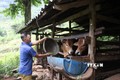 Người dân xóm Lũng Mần, xã Sóc Hà, huyện Hà Quảng nuôi bò để phát triển kinh tế gia đình. Ảnh: Chu Hiệu - TTXVN
