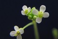Cây Arabidopsis thaliana. Ảnh: inaturalist.org