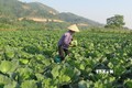 "Đôi cánh" cho phát triển nông nghiệp hàng hóa Lào Cai