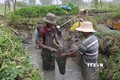 Xã viên HTX nông nghiệp Dân Tiến, huyện Cầu Kè thu hoạch cá trê theo mô hình kết hợp nuôi thủy sản trong ruộng lúa . Ảnh: Thanh Hòa - TTXVN
