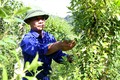 Mô hình trồng cây thìa canh làm dược liệu của Công ty Cổ phần Dược liệu Pù Mát, huyện Con Cuông (Nghệ An) mang lại hiệu quả kinh tế cao gấp nhiều lần so với trồng ngô, mía. Ảnh: Văn Tý-TTXVN