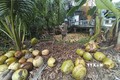 Nông dân thu hoạch dừa khô nguyên liệu. Ảnh: Công Trí - TTXVN
