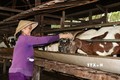 Với đàn dê 40 con, hộ bà Trần Thị Lan, xã Tân Thành, huyện Bù Đốp có thể tận dụng nguồn thức ăn từ vườn trồng tiêu và phế phẩm nông nghiệp để nuôi dê; phân bón từ đàn dê đủ để bón lại cho vườn tiêu, giúp giảm nhiều chi phí. Ảnh: Sỹ Tuyên - TTXVN
