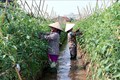 Nam Định phát triển nông nghiệp hữu cơ