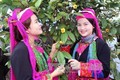 Các thiếu nữ dân tộc bên cây trà hoa vàng. Ảnh: Nguyễn Hoàng - TTXVN