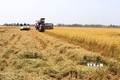 Đồng Tháp phát triển vùng trồng lúa được cấp mã số lên hơn 52.700 ha
