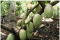 Trà Vinh khuyến khích nhân rộng mô hình trồng dừa xen ca cao