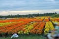 Bến Tre đầu tư 85 tỷ đồng phát triển cây giống và hoa kiểng Chợ Lách