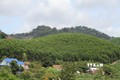 Đắk Lắk hoàn thành kế hoạch trồng rừng năm 2022