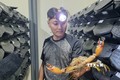 Độc đáo mô hình nuôi cua biển trong hộp nhựa đầu tiên tại Ninh Bình