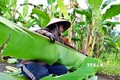 Tại Vườn Quốc gia U Minh Hạ (Cà Mau), hiện có nhiều hộ dân được hỗ trợ sử dụng đất bờ bao để trồng chuối chuyên lấy lá cung cấp cho các cơ sở gói bánh, làm chả khắp các tỉnh đồng bằng sông Cửu Long. Mô hình này giúp cho mỗi hộ có thu nhập đều đặn hơn 200 