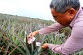 Người nông dân Nguyễn Văn Sáu “bắt” đất phèn cho trái ngọt