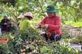 Thu hoạch nhãn tại Hợp tác xã Dịch vụ Nông nghiệp Nhân Tâm, huyện Xuyên Mộc. Đây là vùng trồng đã được cấp mã số và sản phẩm nhãn được xuất khẩu theo đường chính ngạch sang Trung Quốc và Nhật Bản. Ẩnh: Hoàng Nhị - TTXVN.
