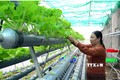 Kiểm tra rau trồng theo phương pháp thủy canh. Ảnh: Công Thử - TTXVN 