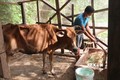 Gia đình anh Thạch Nhựt tại ấp Giồng Lức, xã Đa Lộc (Châu Thành, Trà Vinh) thoát nghèo nhờ được hỗ trợ 300m2 đất ở, vay vốn ưu đãi 50 triệu xây nhà và được hỗ trợ 1 con bò để tăng gia sản xuất. Ảnh: Thanh Hòa - TTXVN
