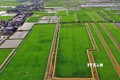 Tăng cường trồng lúa chất lượng cao. Ảnh: Huỳnh Anh - TTXVN