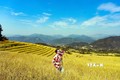 Du khách check in trên cánh đồng lúa chín vàng rực ở Bình Liêu (Quảng Ninh). Ảnh: Thanh Vân-TTXVN
