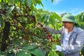Gia Lai: Nguyễn Hân Coffee Farm - thay đổi tư duy sản xuất cà phê