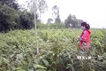 Diện tích cây dược liệu tại huyện Cam Lộ (Quảng Trị). Ảnh: Hồ Cầu - TTXVN
