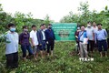Cán bộ Trung tâm Khuyến nông Quốc gia giới thiệu mô hình trồng rừng gỗ lớn tại huyện Đồng Xuân, tỉnh Phú Yên. Ảnh: TTXVN phát