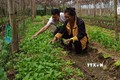Lai Châu chuẩn bị nguồn nông sản phục vụ cho Tết