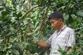 Khánh Hoà khuyến cáo nông dân không nên chặt bỏ cây bưởi da xanh