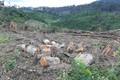 Lâm Đồng: Khẩn trương điều tra, xử lý vụ khai thác rừng trái pháp luật tại huyện Đam Rông