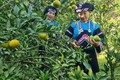 Những phụ nữ vùng cao Lào Cai “xé rào” định kiến